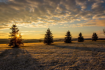 landscape photography of trees thumbnail