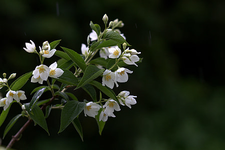 shallow focus photography of white flowers plant thumbnail