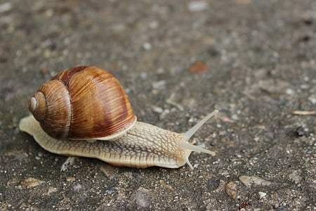 snail on ground thumbnail