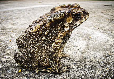 closeup photo of frog thumbnail