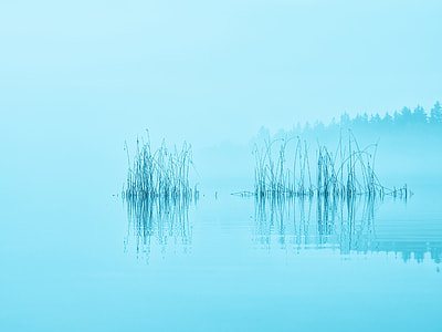 plants on body of water during daytime thumbnail