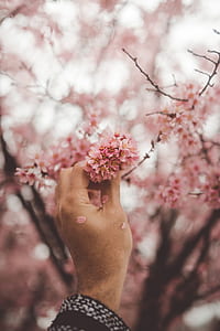 person holding pink flowering tree thumbnail
