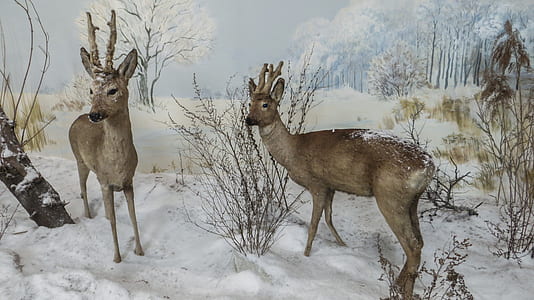 two brown deer standing on snowfield during daytime thumbnail