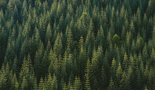 aerial photo of green pine trees thumbnail