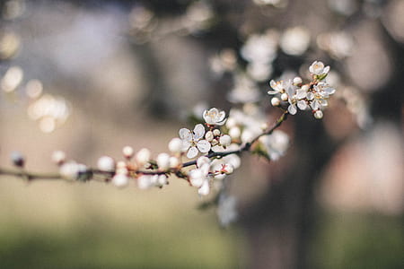 Closeup Photography of White Petal Flower thumbnail