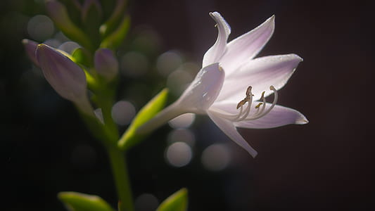 nature, plant, flower, macro thumbnail