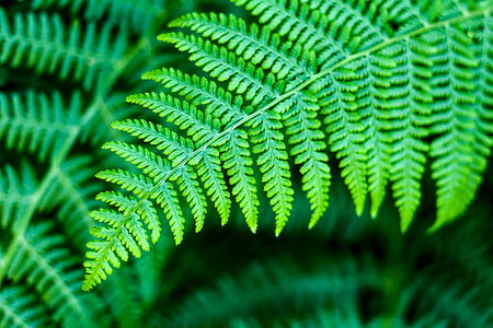 close-up photography of fern plant thumbnail