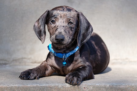 gray dachshund puppy on focus photo thumbnail