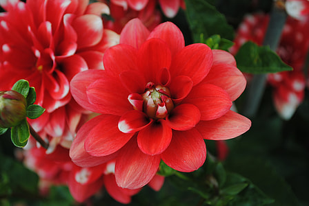 Flower, Red thumbnail