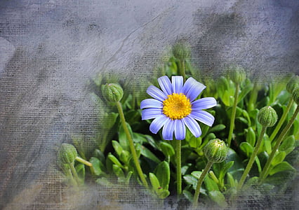selective focus photography of purple petaled flower thumbnail