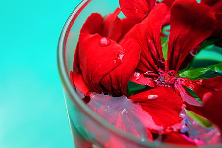 Close-up Photo of Red Petaled Flowers thumbnail