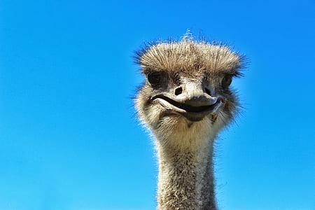 ostrich thumbnail