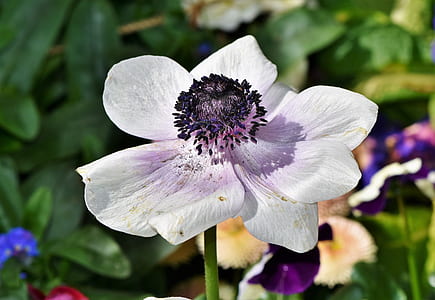 selective focus photography of white honeymoon flower thumbnail
