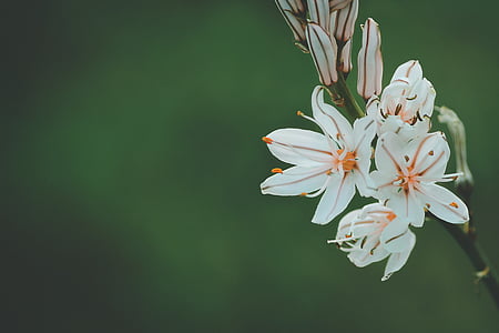 selective focus photography of white lilies thumbnail