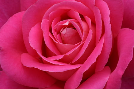pink rose thumbnail