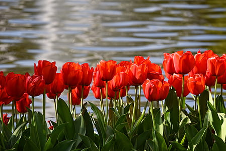 red petal flower beside body of water thumbnail