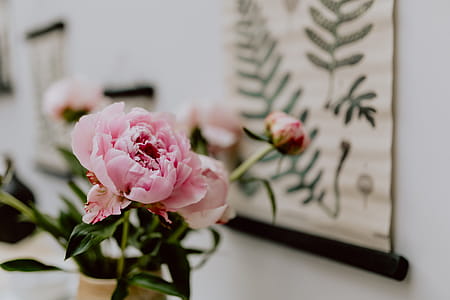 Peony flowers in vase thumbnail