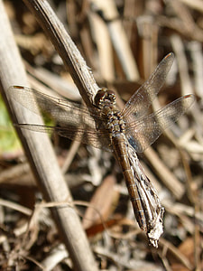 Sympetrum Striolatum, Dragonfly thumbnail