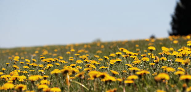 Sunflower meadow thumbnail