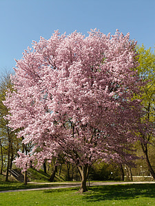 Cherry blossom tree thumbnail