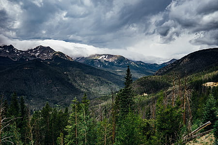 green trees under gray sky thumbnail