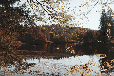 body of water near trees during daytime thumbnail