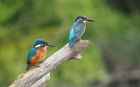 two brown-and-green birds on tree branch thumbnail