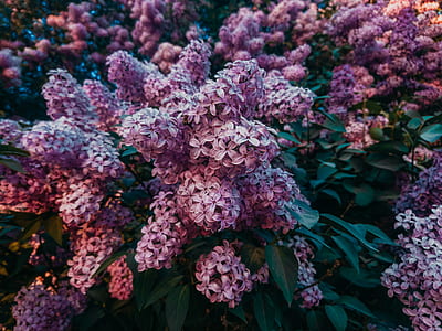 pink flowers thumbnail