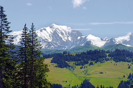 photo of green pine tree lot and ice covered mountain at daytime thumbnail