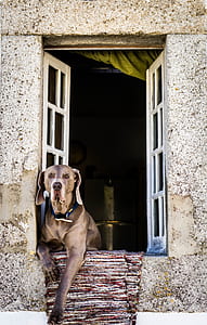 adult gray weimaraner thumbnail