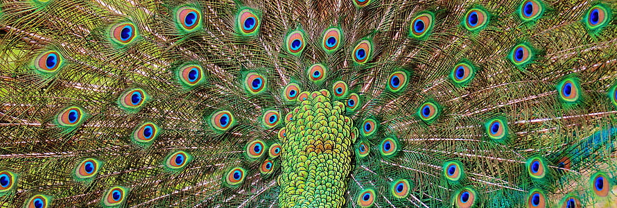 photography of green peacock thumbnail