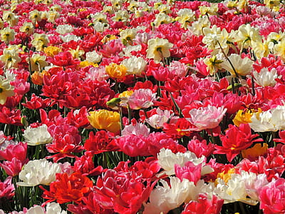 field of red, white, and yellow petaled flowers thumbnail