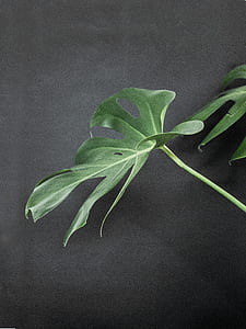 photo of Swiss cheese plant thumbnail
