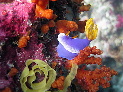 purple fish thumbnail
