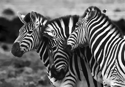 three black-and-white zebras thumbnail
