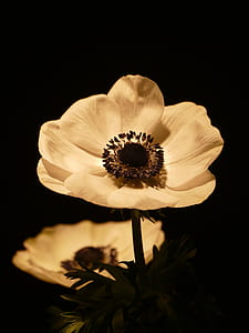 white petaled flower close up photography thumbnail