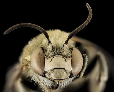 macro photography of white and black insect thumbnail