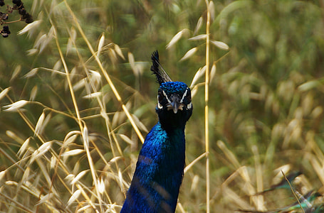 Peacock, The Head Of The Peacock thumbnail
