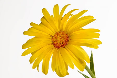 closeup photo of yellow petaled flower in bloom thumbnail