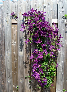 purple clematis flowers in bloom at daytime thumbnail