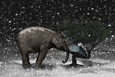 brown elephant standing near blue house on black bare trees thumbnail