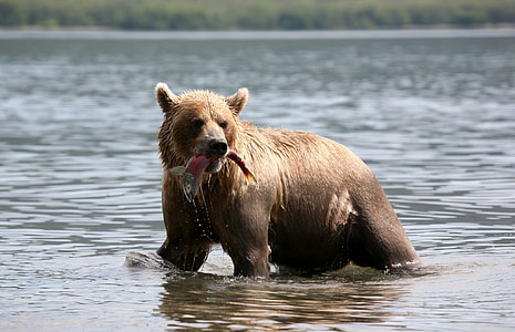 Grizzly bear biting fish on body of water thumbnail