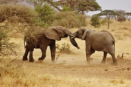 photo of two black elephants facing each other thumbnail