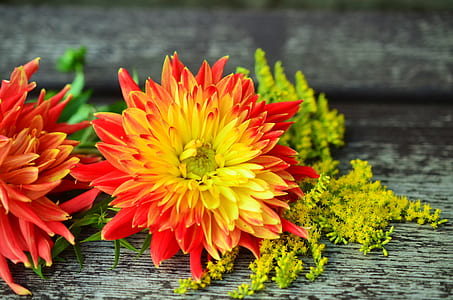 yellow and red flower on gray surface thumbnail