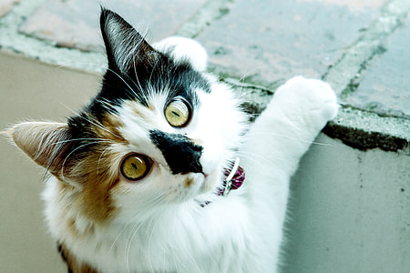 Cat, Pussycat thumbnail
