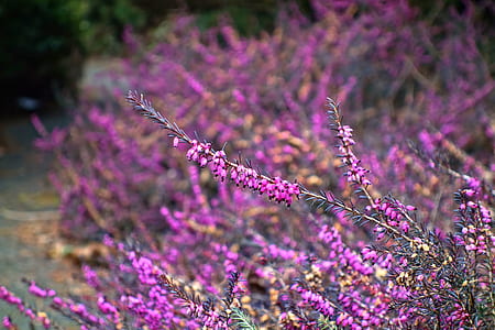 selective focus photo of purple petaled flower thumbnail