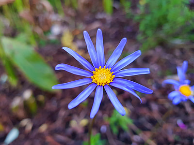 Fresh Flower, Smartphone Photography thumbnail
