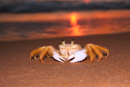 brown crab on seashore during golden hour thumbnail