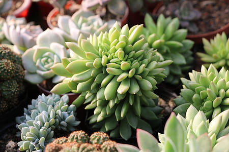 green succulent plant thumbnail