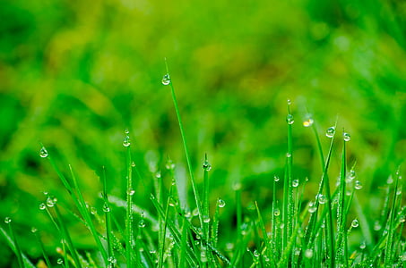 background, blade, blur, bokeh, dew thumbnail